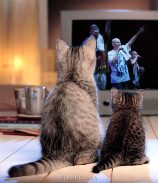 cats watch wtk cats watch wtk